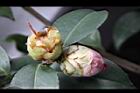 Camellia sp09.JPG